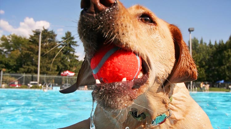 Pooch Plunge